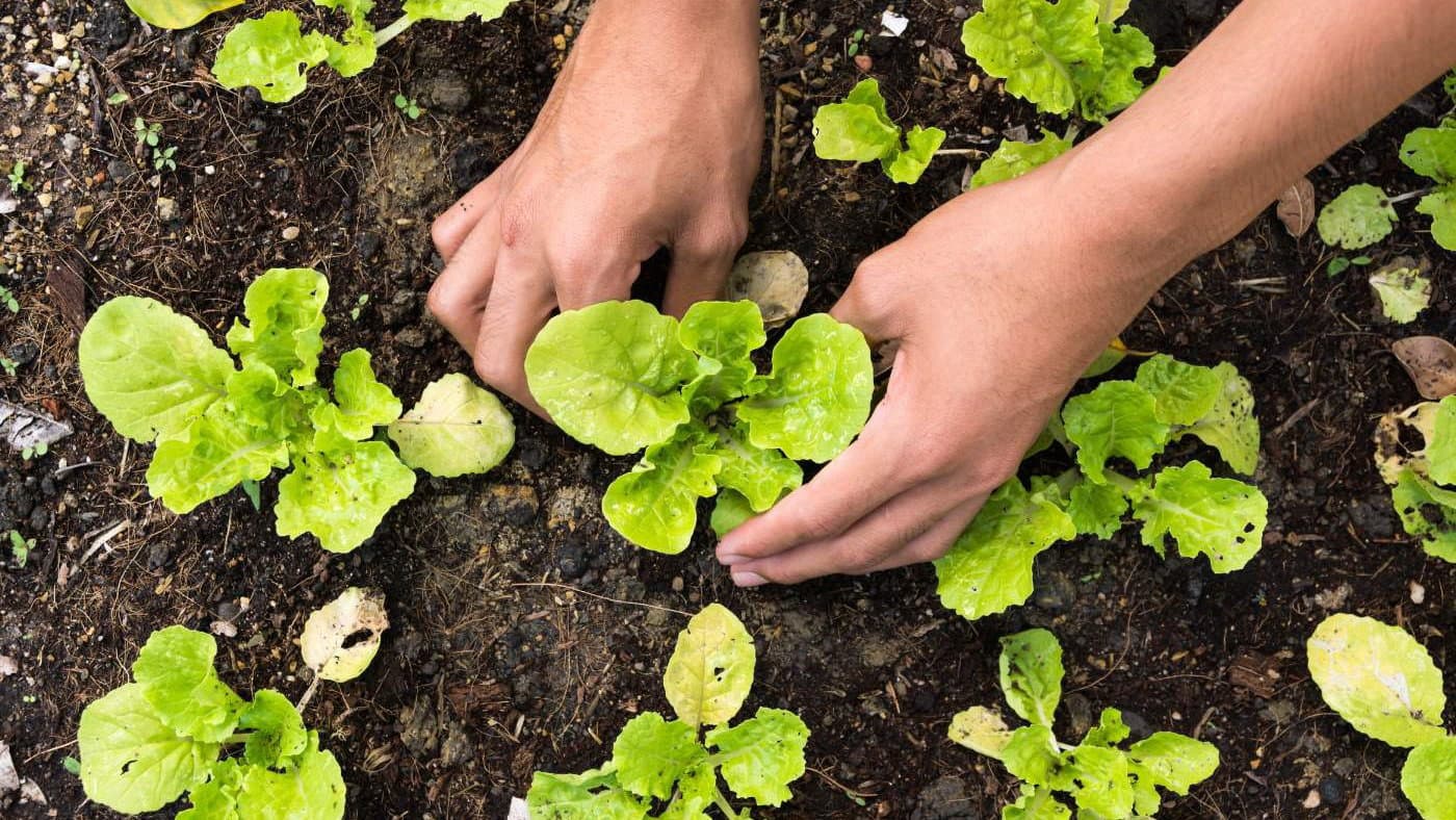 Morano Calabro: prosegue il progetto de “L’Orto Incolto”. Ambiente e inclusione al centro del PNRR