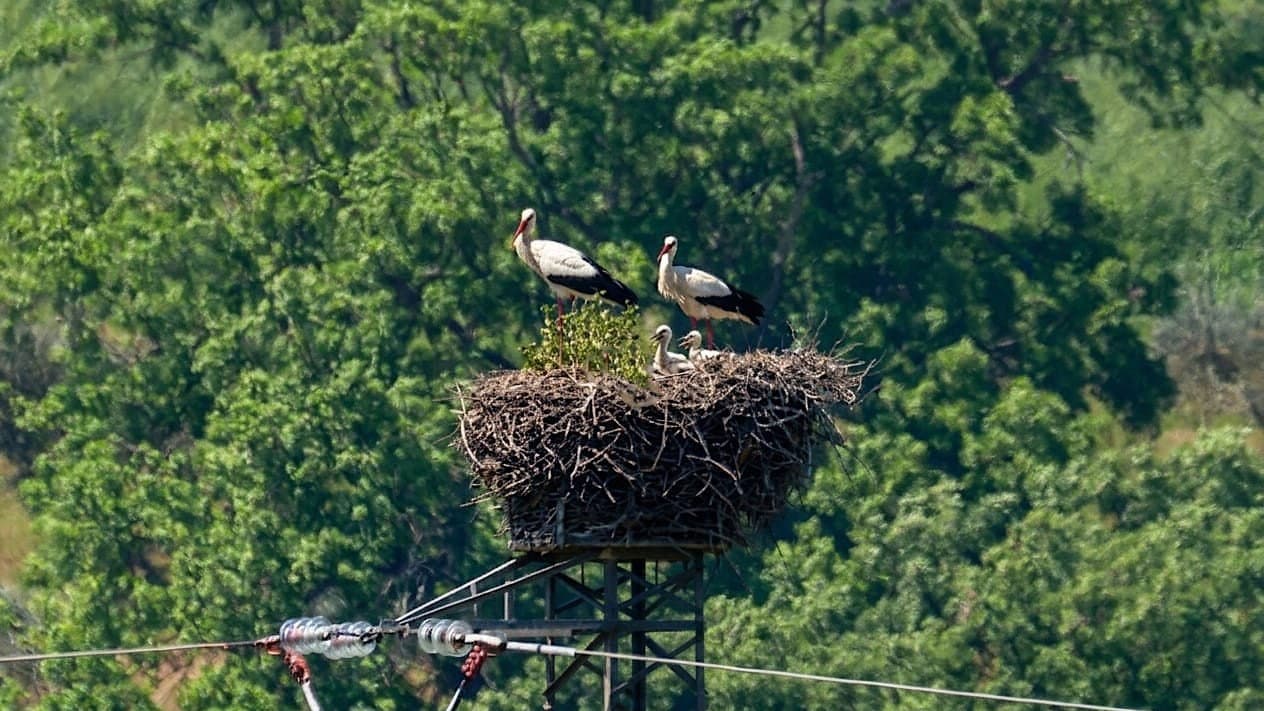 Primavera di rinascita: la Valle del Crati dà il benvenuto ai primi cicognini della stagione