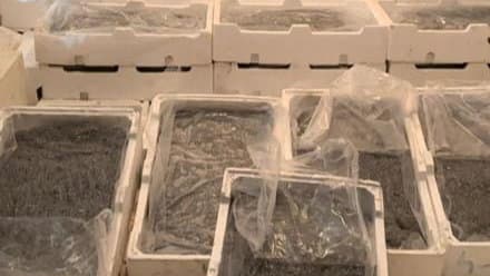 Pesca di frodo, sequestrati 250 kg di novellame sulla Statale 106