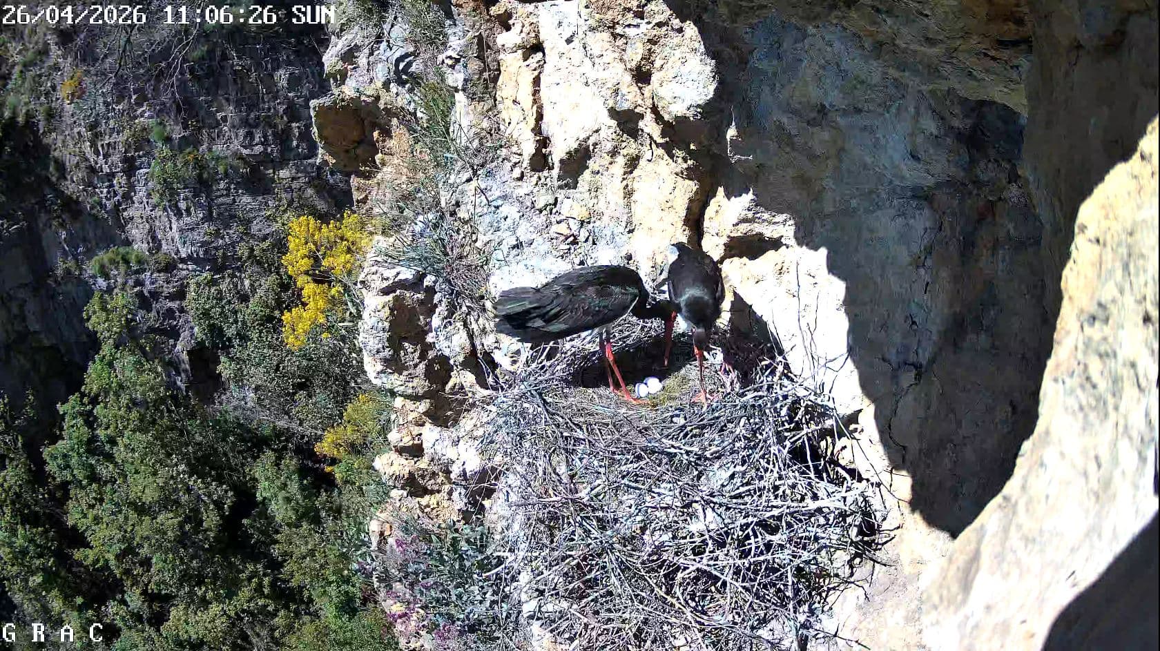 Bocchigliero, la Cicogna nera torna a nidificare: nel nido del GRAC deposto il terzo uovo | VIDEO