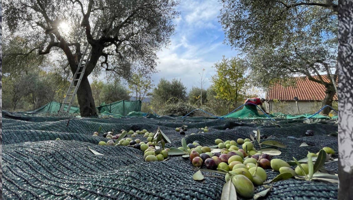 Olivicoltura calabrese sotto assedio: costi in aumento e prezzi al ribasso