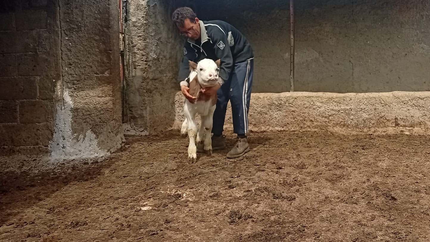 Rubate nove mucche a Campana, ma a Giuseppe hanno portato via il suo mondo