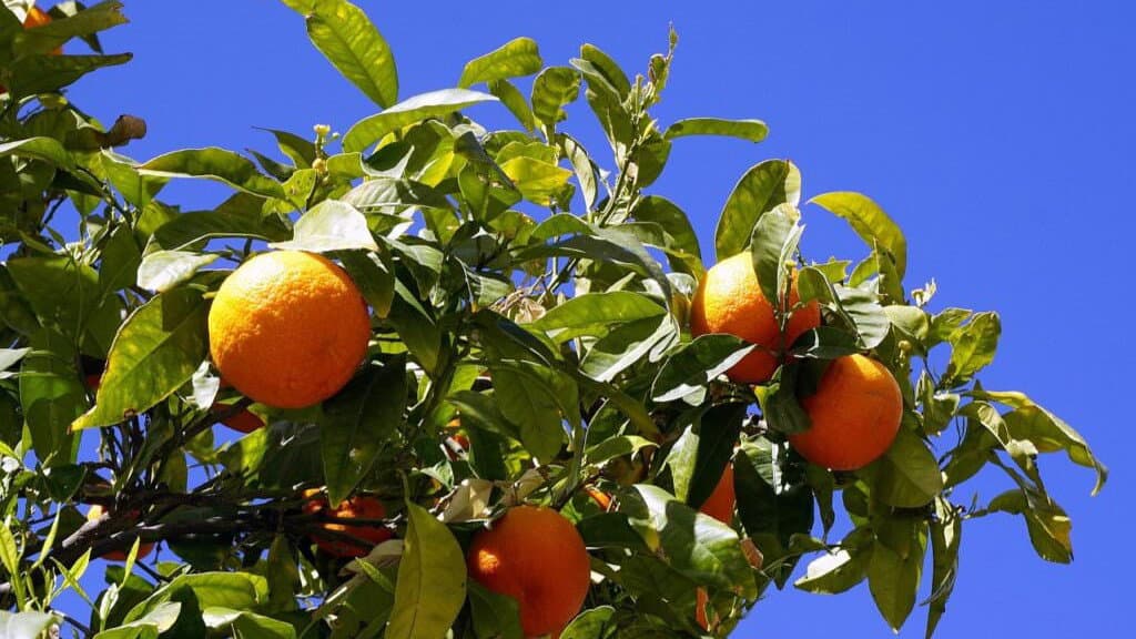 A Trebisacce torna la 14esima edizione la “Festa del Biondo”: gusto e tradizione per valorizzare il territorio