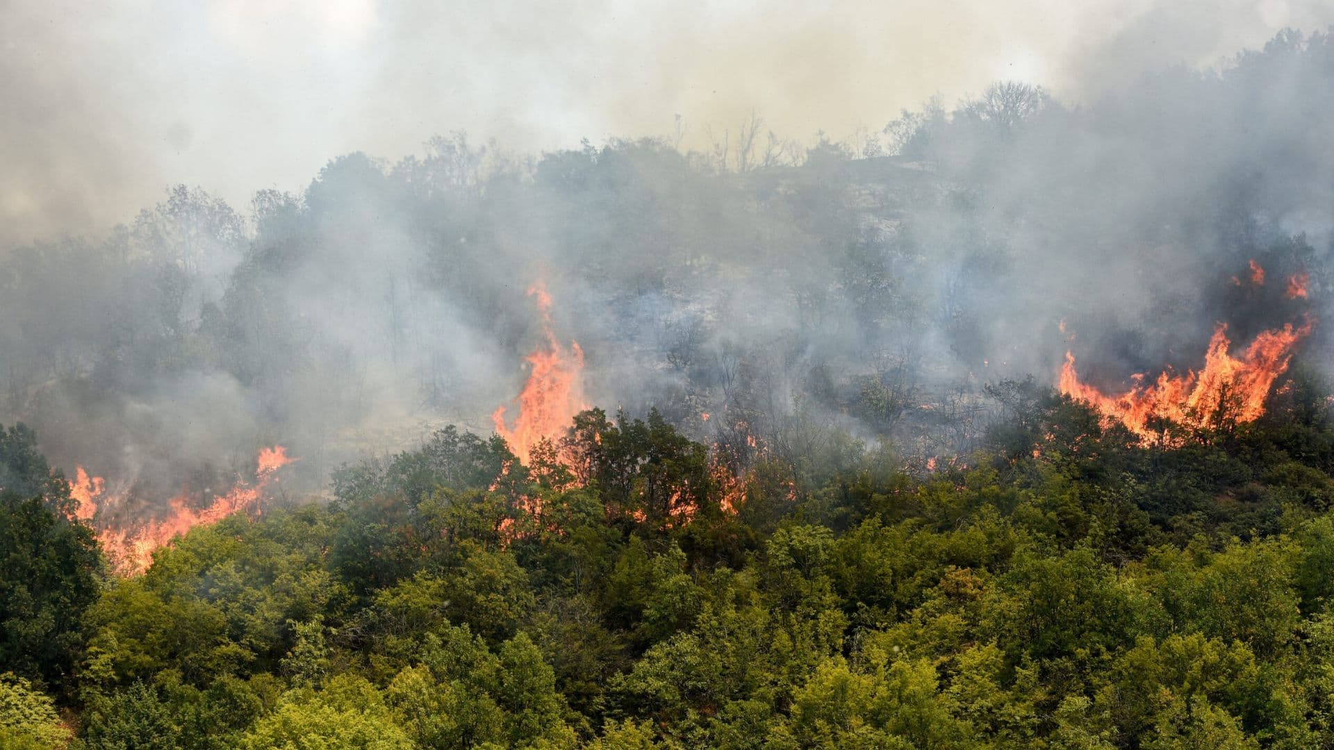 Vaccarizzo albanese, ordinanza anti-incendi: 15 giorni per pulire terreni e aree private