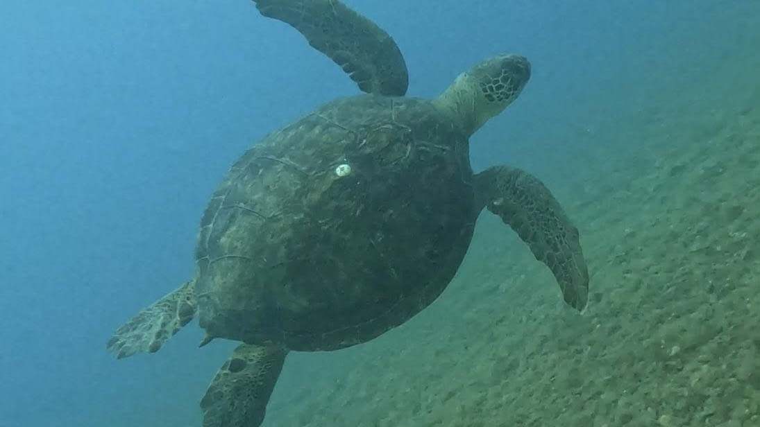 La tartaruga verde di Capo Trionto premia un mare che ci sta parlando