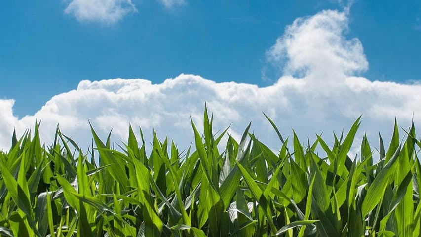 Co-Ro, seminari regionali su agricoltura sostenibile: tecnici e imprese a confronto il 10 giugno