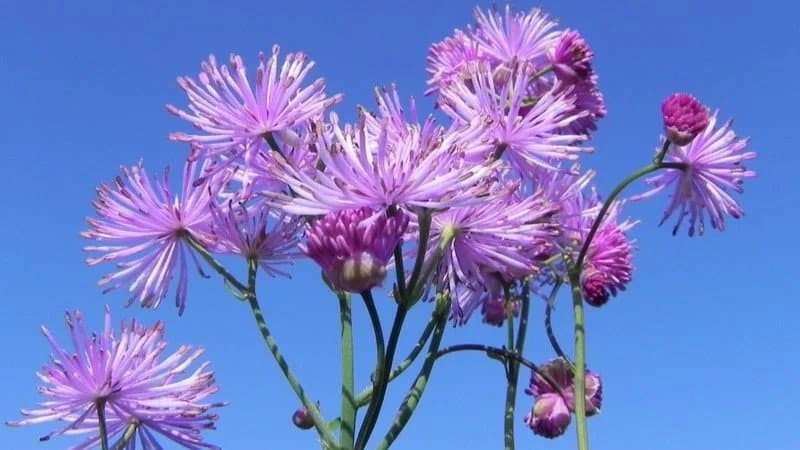 Acta Plantarum sceglie il Pollino: dal 21 al 24 maggio il raduno nazionale degli appassionati di flora spontanea