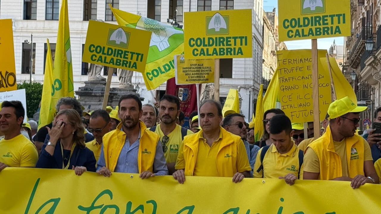 Olio calabrese sotto attacco: Coldiretti chiede controlli anti-frode e stop al sottocosto