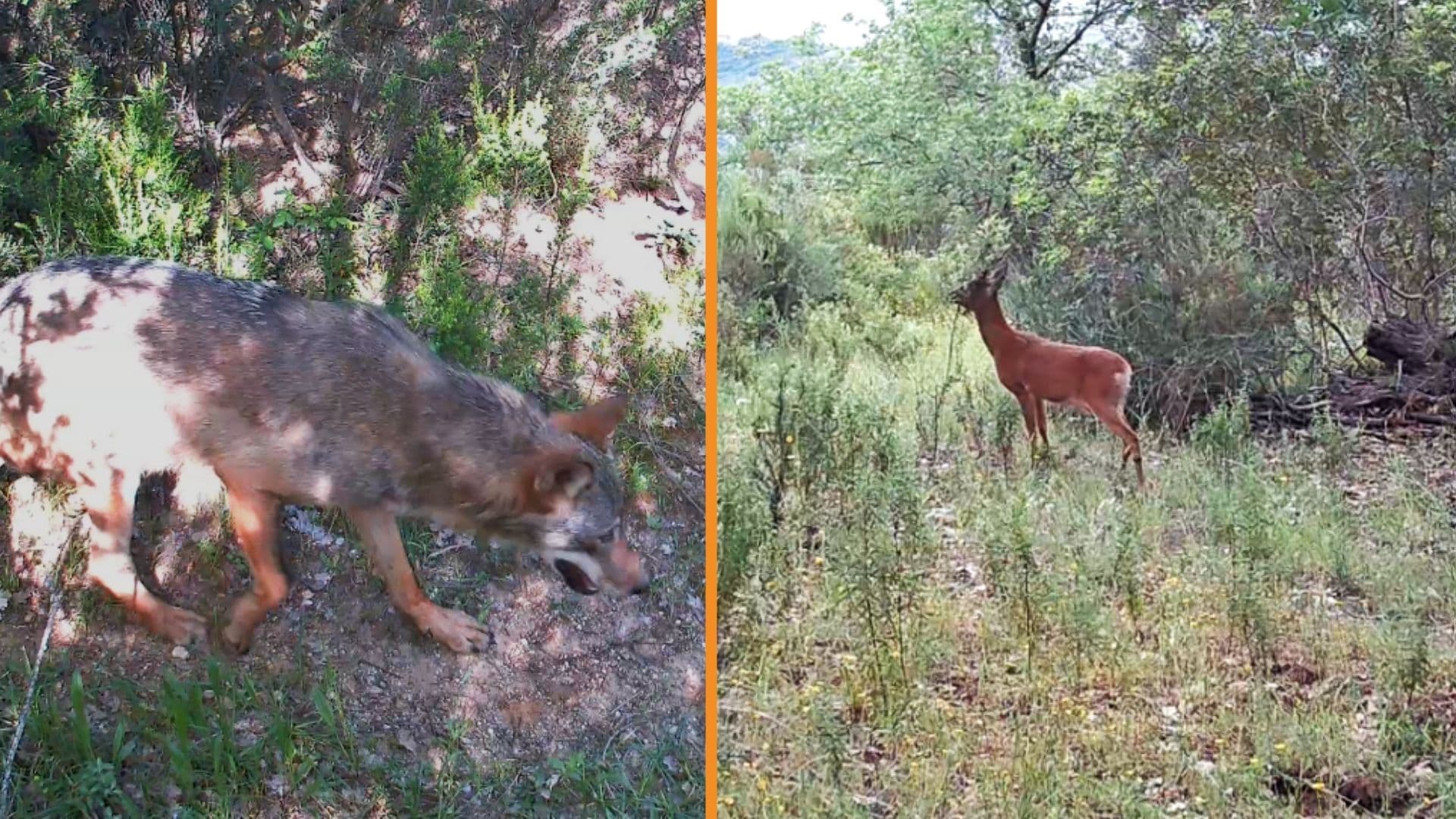 Lupo e capriolo conquistano le Riserve di Tarsia e Crati: salgono a 26 le specie di mammiferi censite