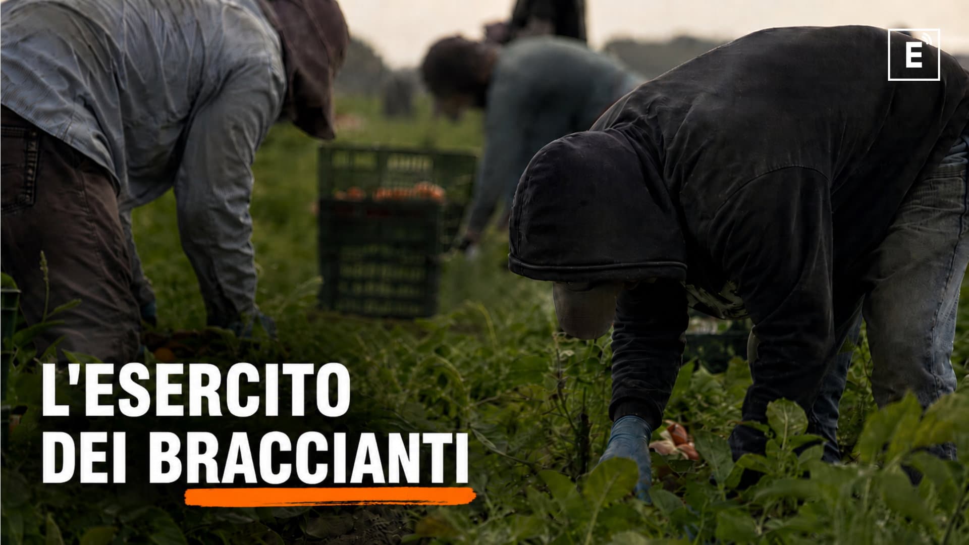 Braccianti nella Piana di Sibari, i numeri record: Corigliano-Rossano e Cassano superano i 12mila operai agricoli