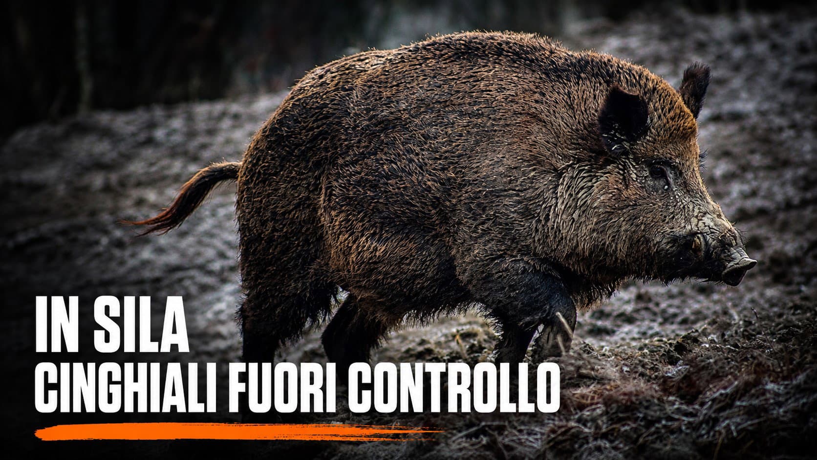 Cinghiali fuori controllo in Sila, l'allarme di Coldiretti: «A rischio la Patata della Sila IGP»