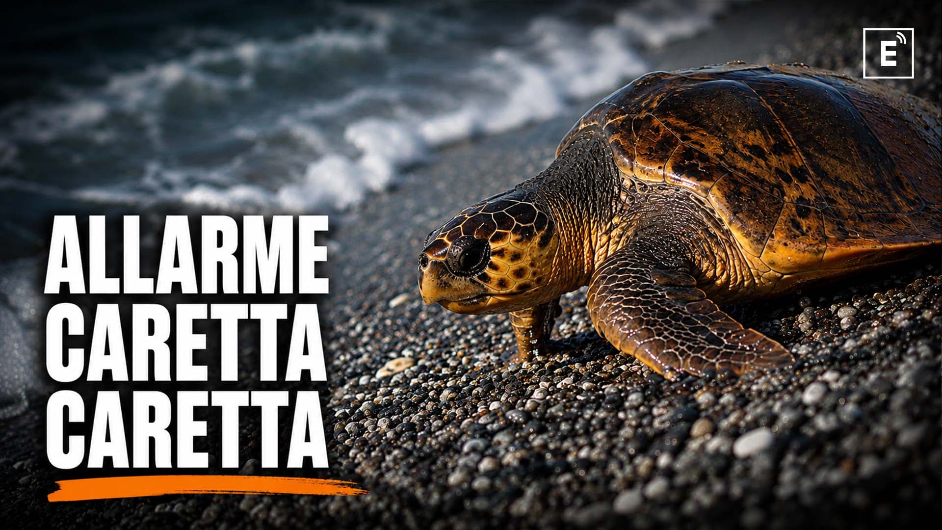 Giornata delle tartarughe marine, la Calabria del nord-est resta una nursery fragile per la Caretta caretta