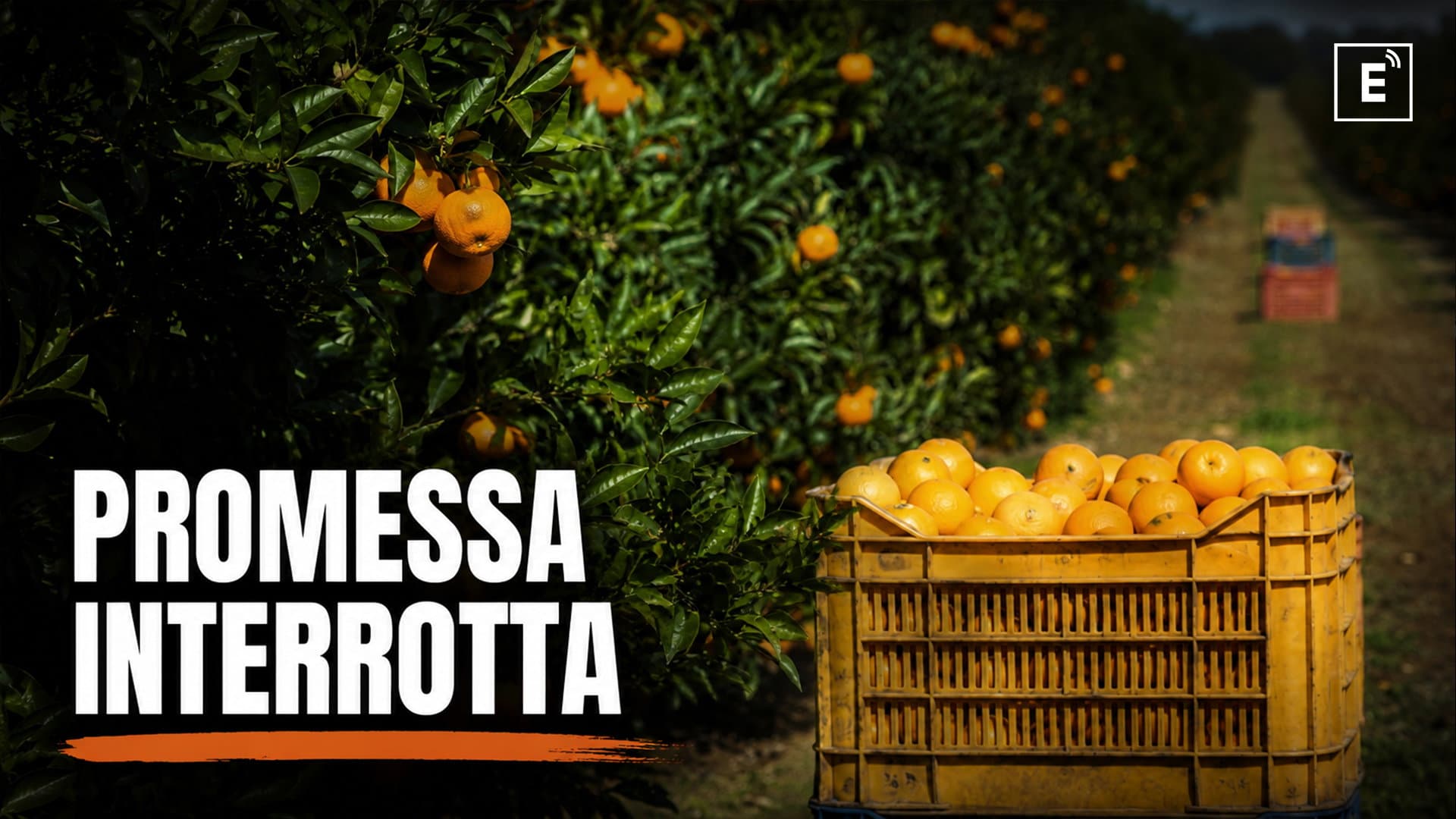 Il grande progetto dimenticato della Sibaritide: così il DAQ doveva trasformare Sibari in un distretto agroalimentare d’eccellenza