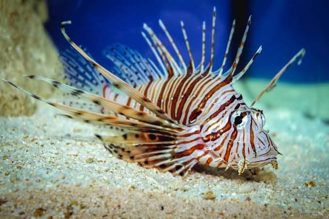 Pesce scorpione nello Jonio, aumentano gli avvistamenti lungo le coste della Sibaritide