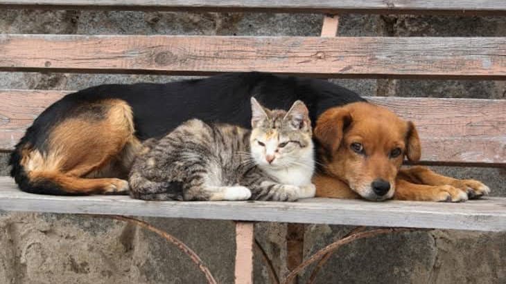Caldo estremo e tutela degli animali, a Crosia scatta l'ordinanza: multe fino a 500 euro