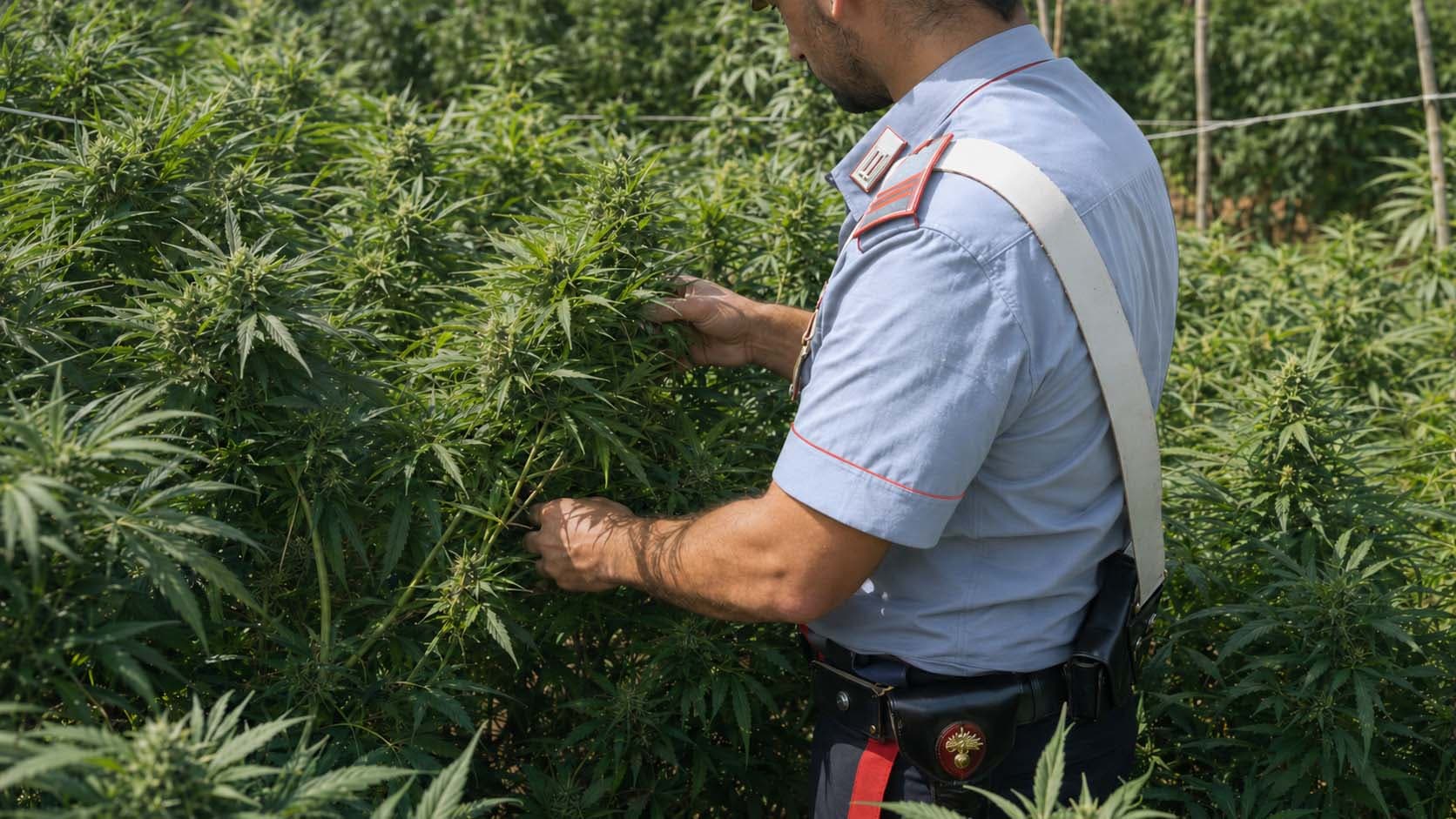 Rossano, nove piante di cannabis alte oltre due metri: arrestato un 66enne