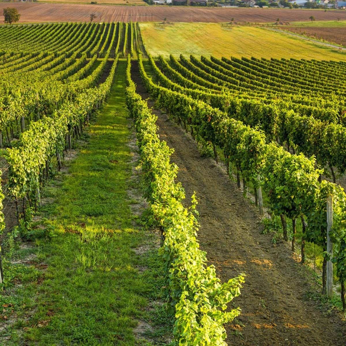 Caldo record e siccità. Al via la vendemmia in anticipo