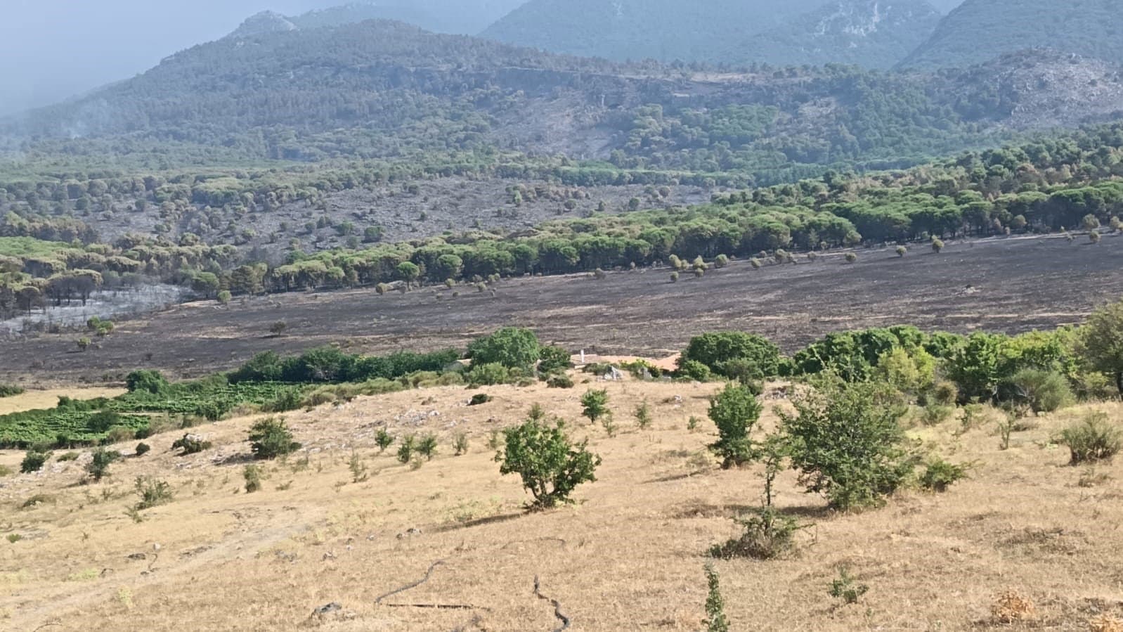 Incendi e siccità, Coldiretti Calabria chiede aiuti urgenti: «Agricoltori e allevatori non siano lasciati soli»