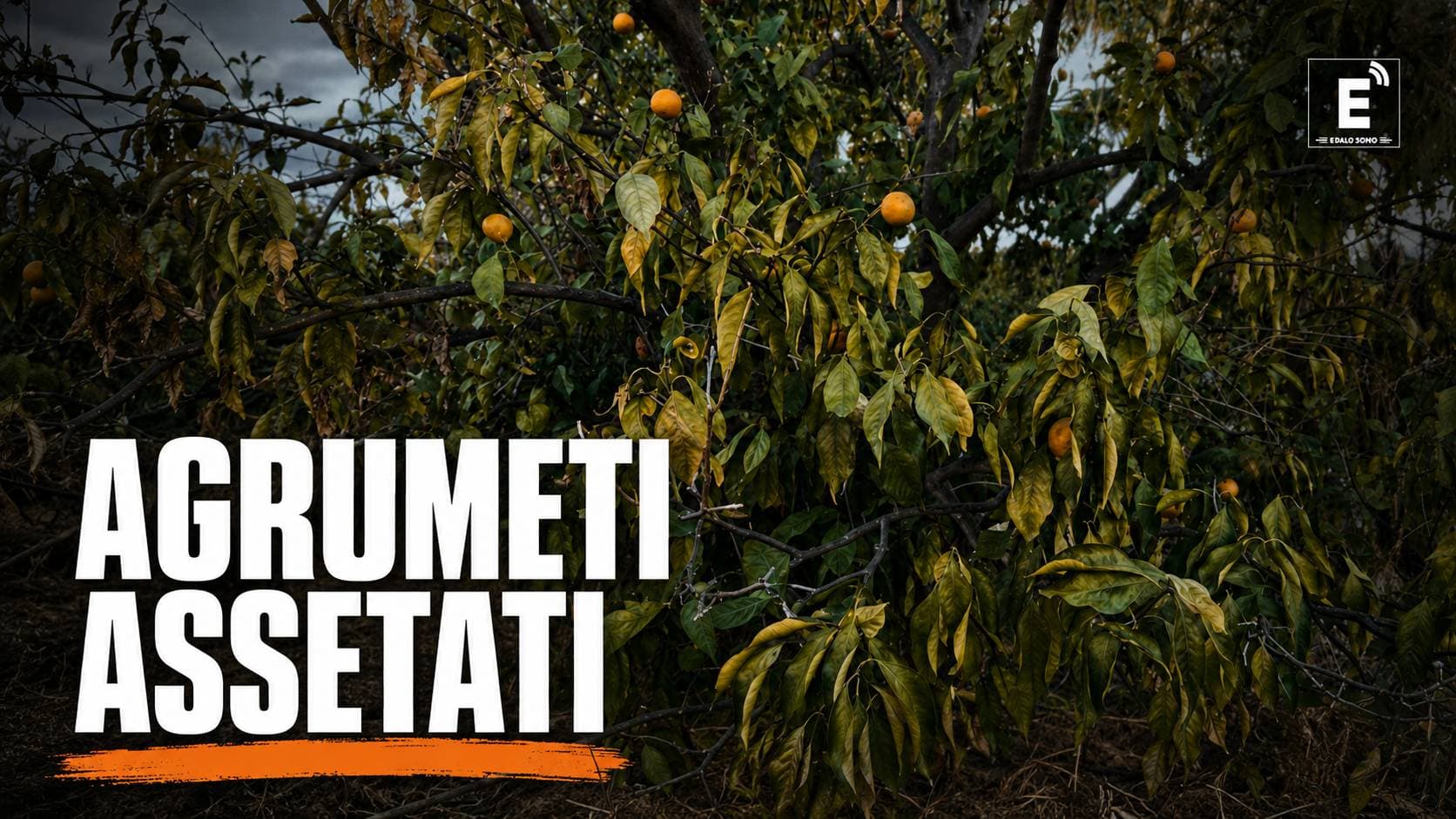 Corigliano-Rossano, agrumeti al collasso: «Acqua soltanto ogni quindici giorni»