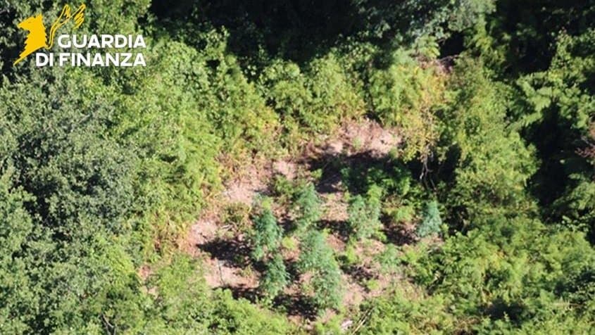 Piantagione di marijuana nascosta nel bosco: sequestrate 53 piante