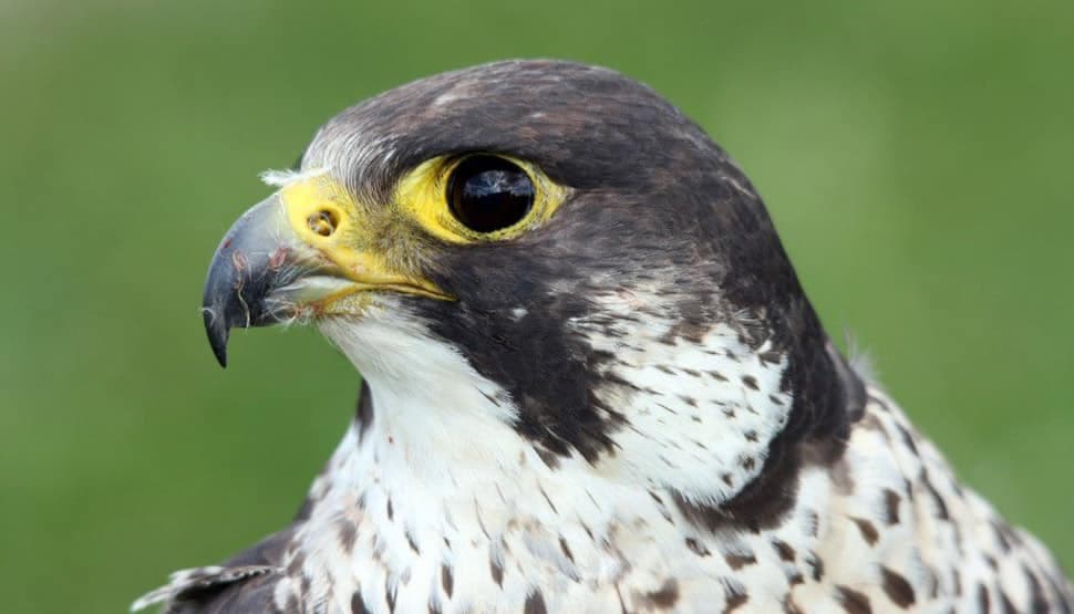 Falco pellegrino ferito in Sila, il salvataggio riapre il caso fauna selvatica: «La Calabria ha bisogno di una rete regionale»