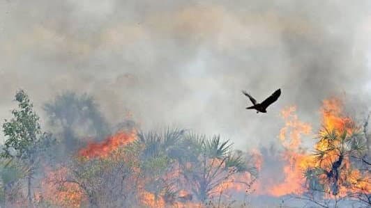 Incendi e caldo estremo, gli ambientalisti: «Niente caccia in Calabria fino al primo ottobre»
