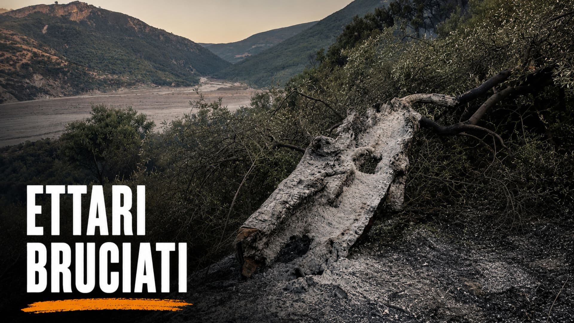 Incendio a Cropalati, il sindaco Citrea: «Danni enormi, probabile origine dolosa»