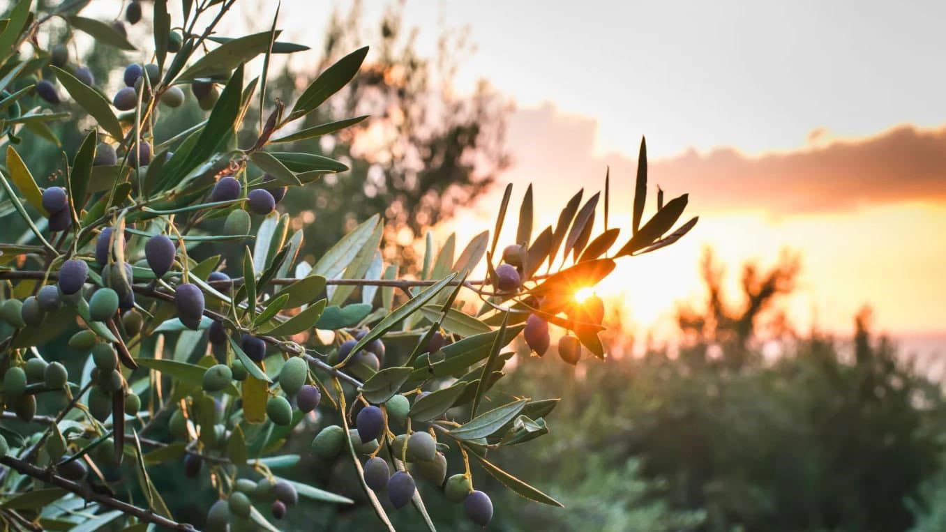 Frantoi calabresi con i silos pieni, AFOCC minaccia la serrata: «Subito un tavolo di crisi»