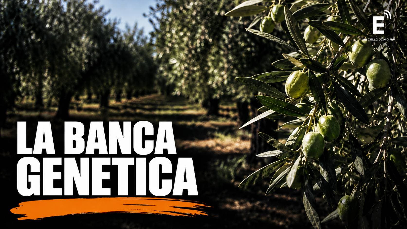 Xylella, nello Jonio cosentino c’è una banca genetica con 450 varietà d’olivo: il tesoro di Mirto Crosia