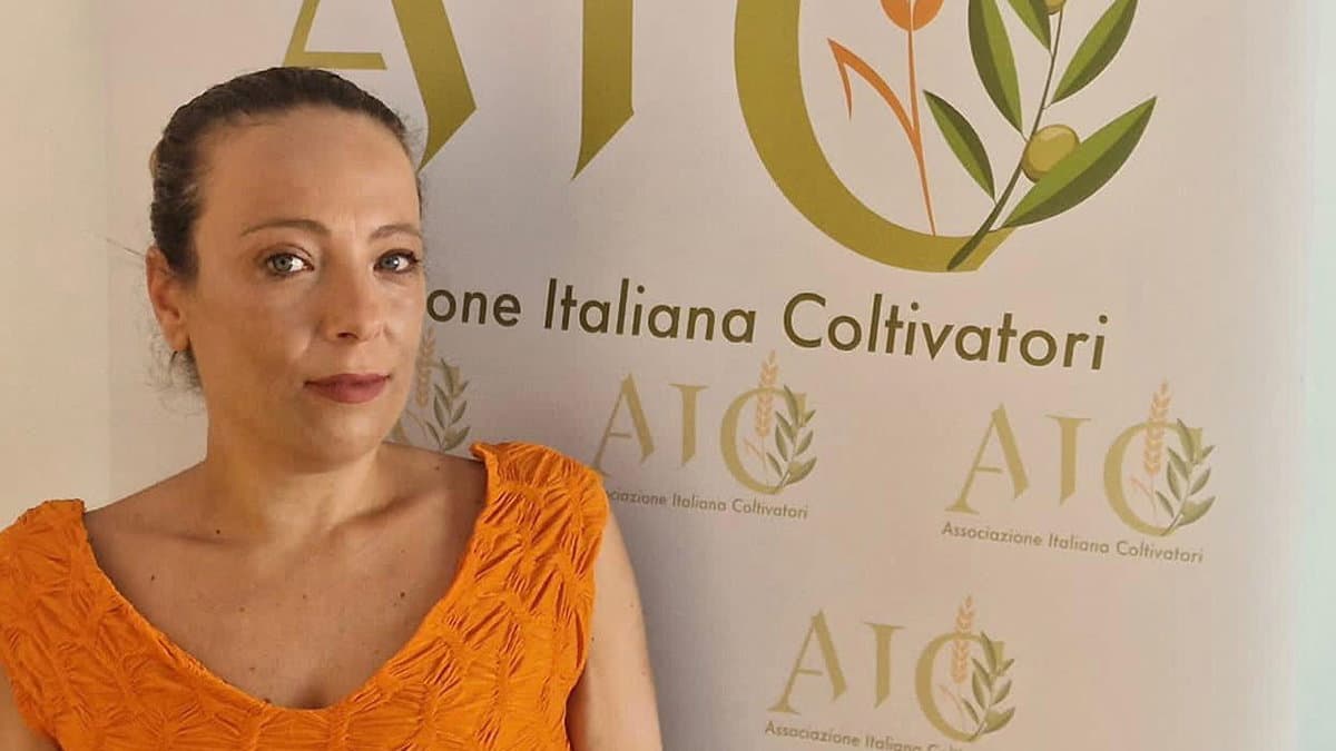 Xylella in Calabria, Santoianni: «Fermare subito il focolaio e difendere l’olivicoltura»