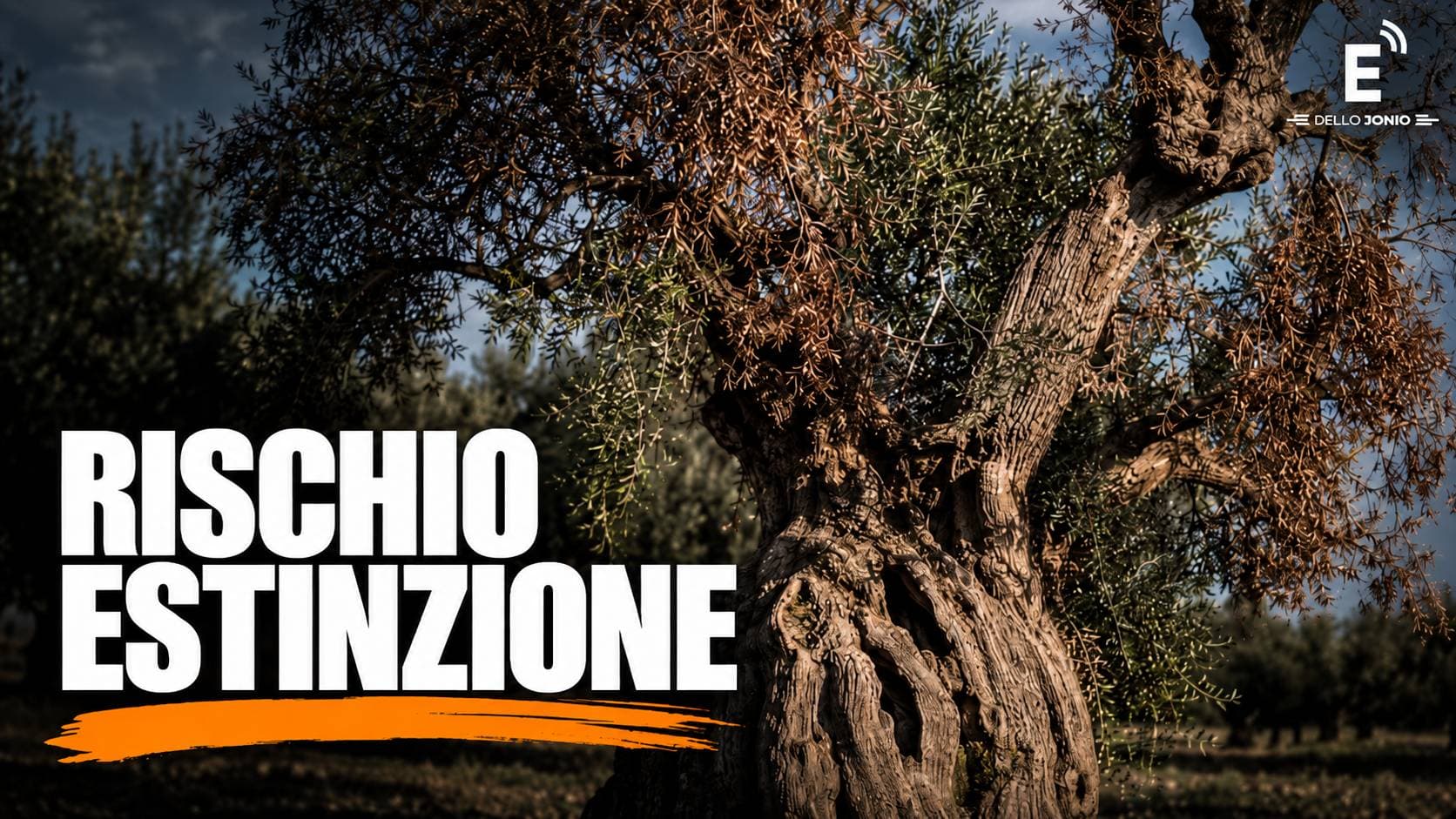 Xylella, l’incognita che fa paura: le nostre cultivar resistono? Nessuno ha fatto prevenzione