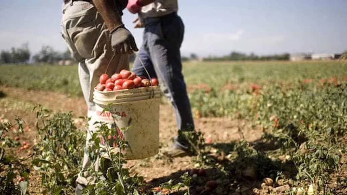 Caporalato nella Sibaritide, ArticoloVentuno a fianco istituzioni: «Verità e giustizia su sfruttamento»