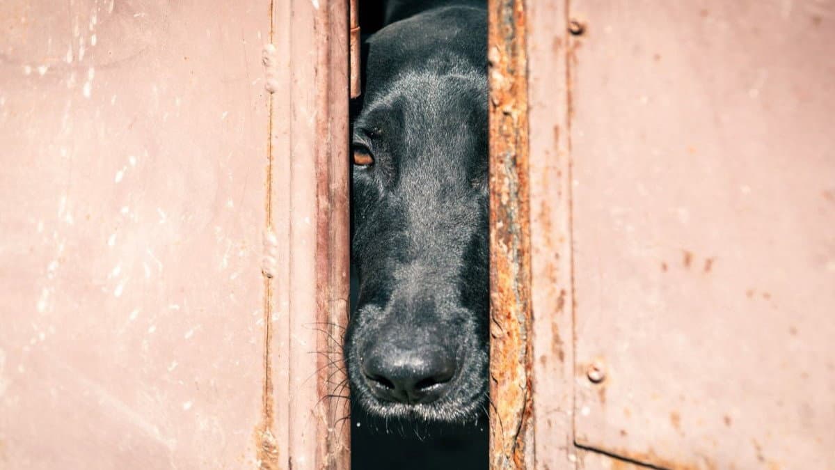 Cane tenuto in un garage a Corigliano-Rossnao: esposto in Procura dopo anni di segnalazioni