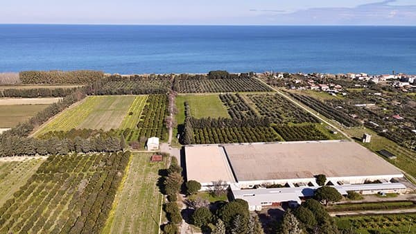 Notte Europea dei Ricercatori, il CREA porta la biodiversità olivicola a Mirto Crosia