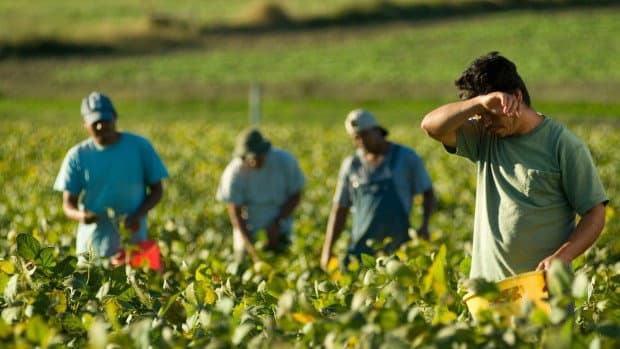 Caporalato, a Cassano il lavoro regolare incontra le aziende: torna il Job Day