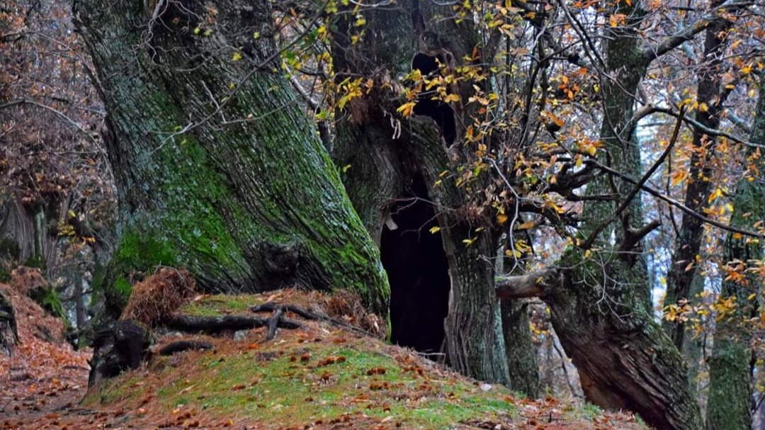 Il Cantico dei Giganti: tra natura e spiritualità nell’Oasi WWF di Cozzo del Pesco